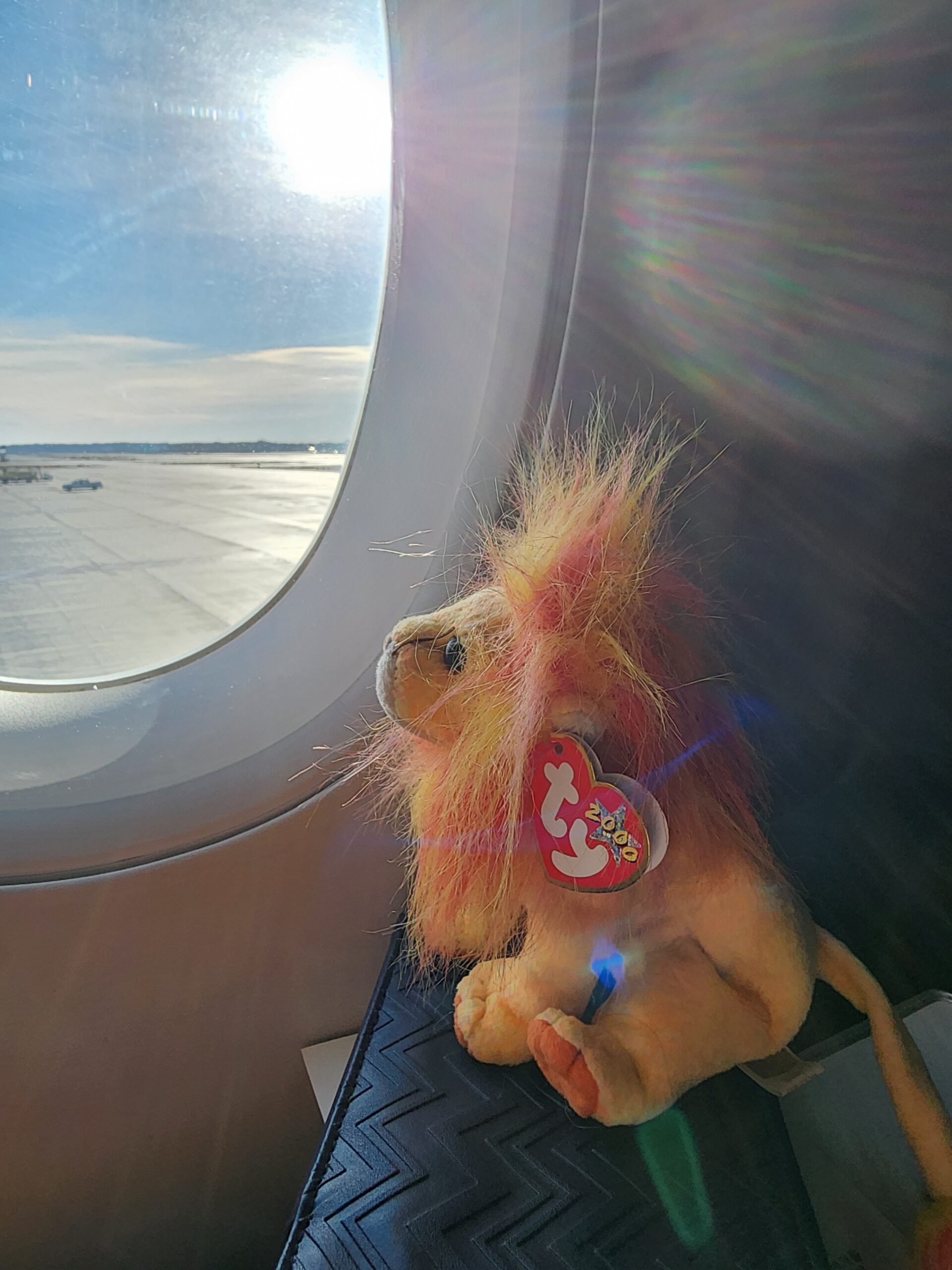 lion looking out plane window